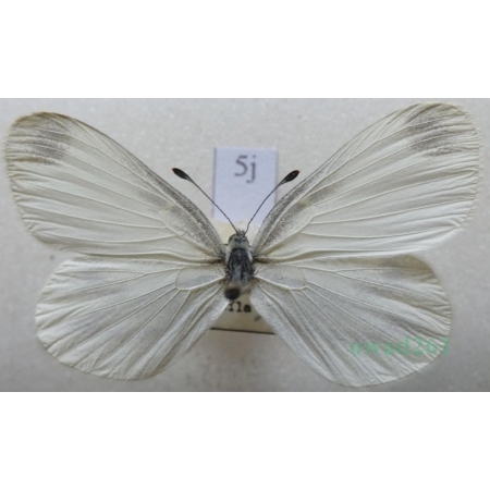 Leptidea reali Reissinger, 1989 female Wietek Reala Czech5j